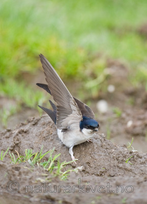 BB 11 0337 / Delichon urbicum / Taksvale